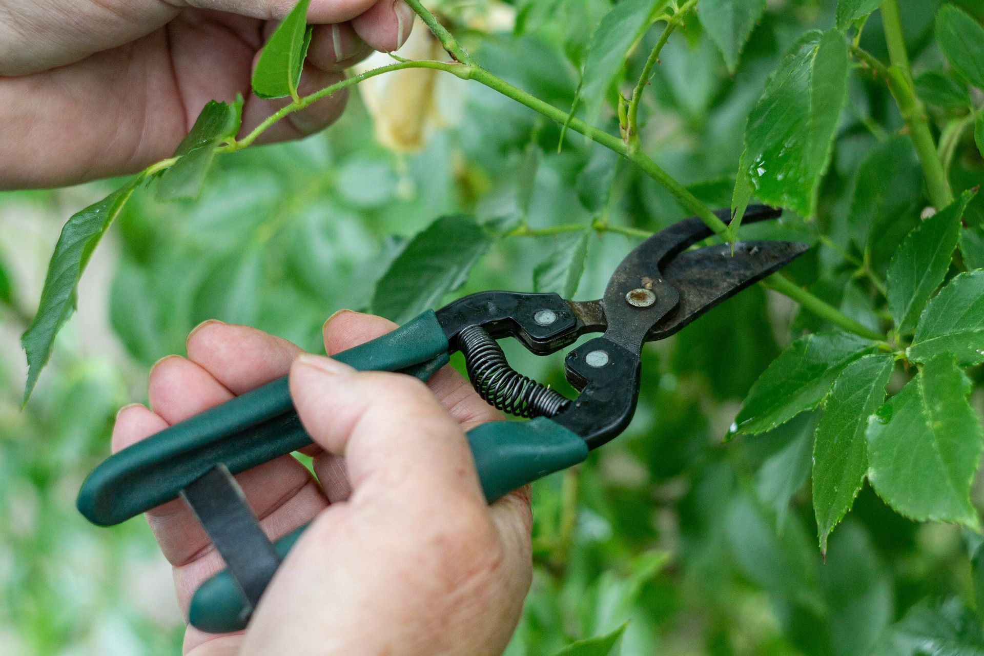 a person holding a pair of scissors in front of a plant