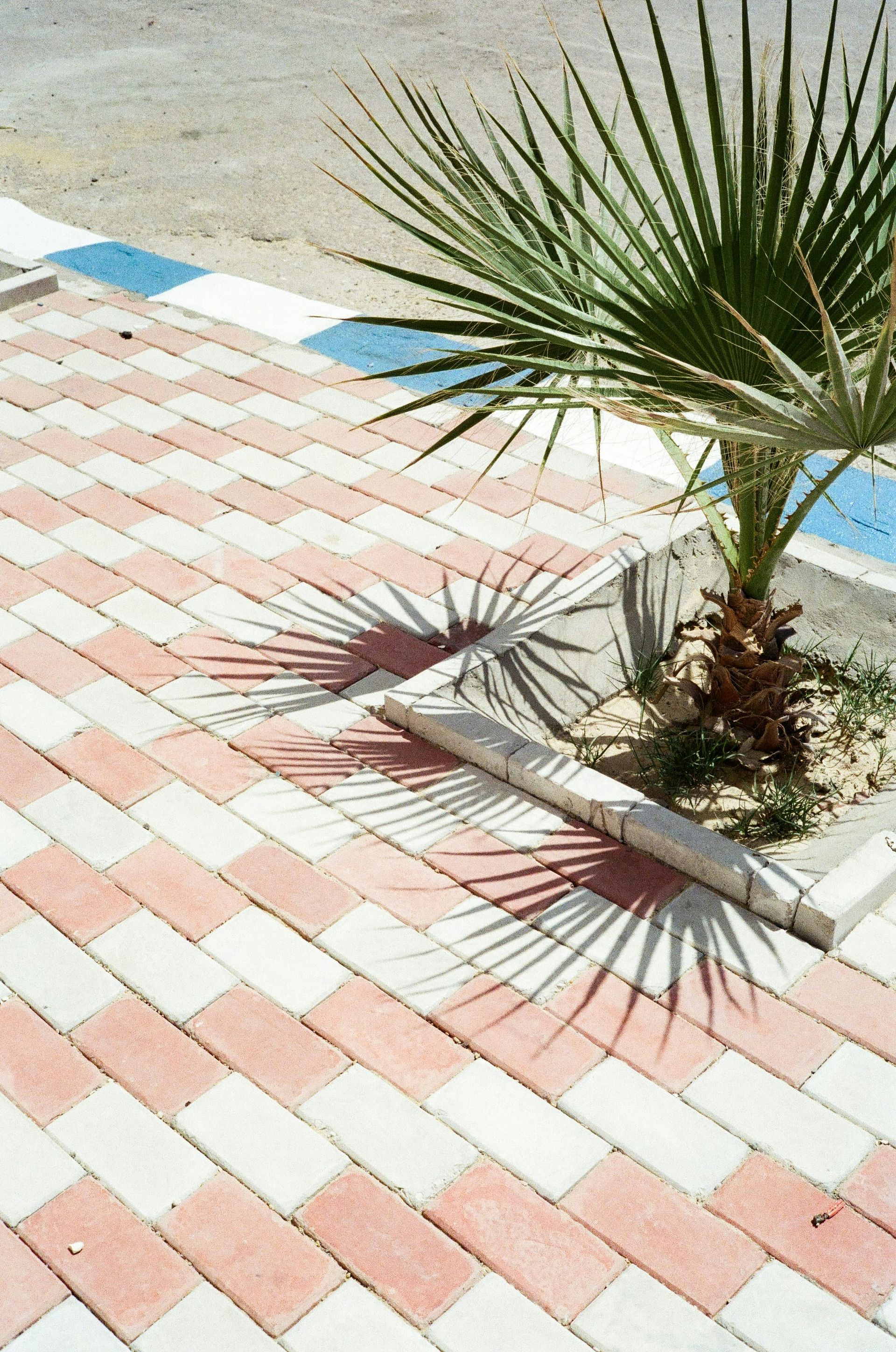 A palm tree in a planter on a sidewalk